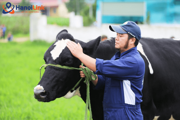 Ảnh chăn nuôi bò sữa Nhật Bản