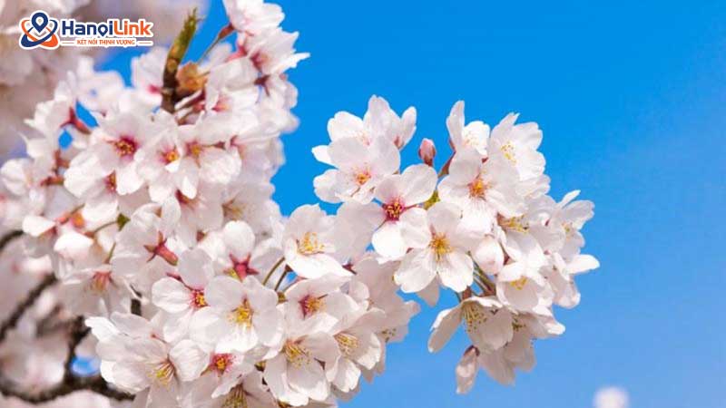 Các Loại Hoa Anh Đào Phổ Biến trong mùa sakura