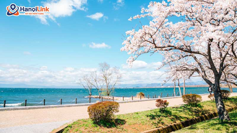 hoa anh đào tại hồ biwa