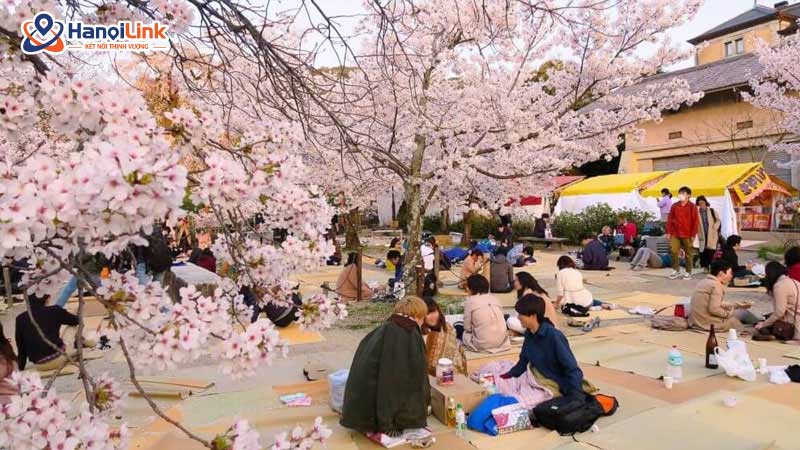 Chuẩn bị địa điểm tổ chức Hanami
