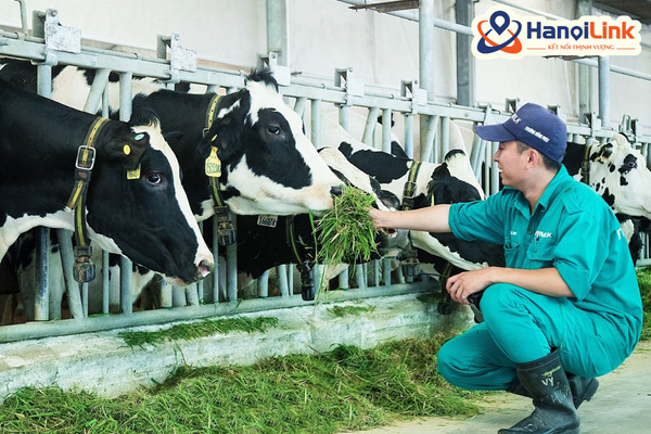 Đơn hàng vắt bò sữa Nhật Bản