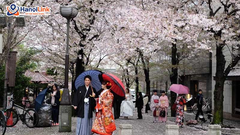 Lễ Hội Hanami Nhật Bản