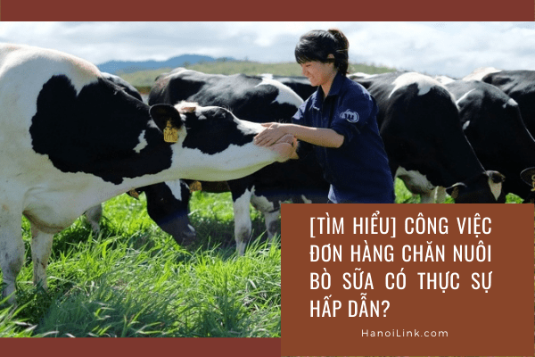Công việc chăn nuôi bò sữa