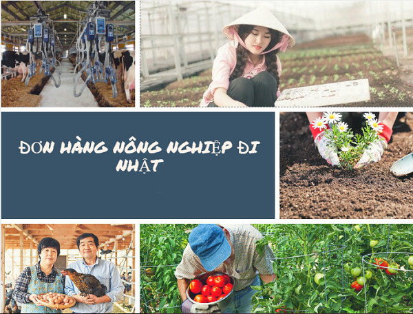 Xkld nông nghiệp Nhật Bản