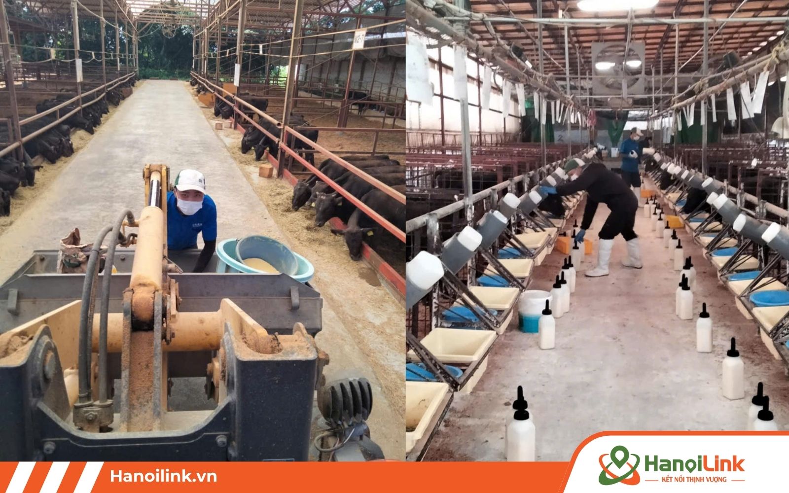 Học viên đi đơn hàng thực tập sinh chăn nuôi bò sữa Nhật Bản