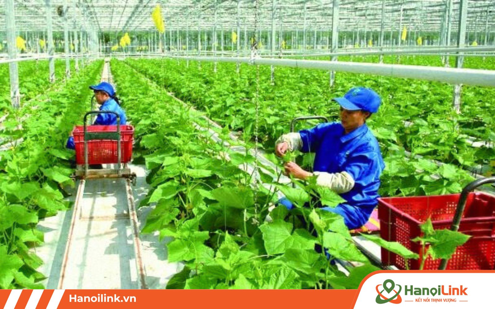 Học viên đi đơn thực tập sinh nông nghiệp thực hiện các công việc như trồng trọt, chăm sóc, thu hoạch nông sản