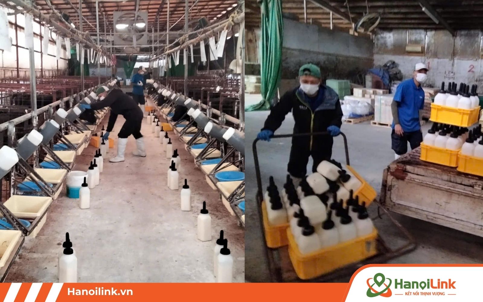 Thu gom và dọn dẹp chuồng trại của đơn hàng bò sữa Nhật Bản khu vực Tochigi