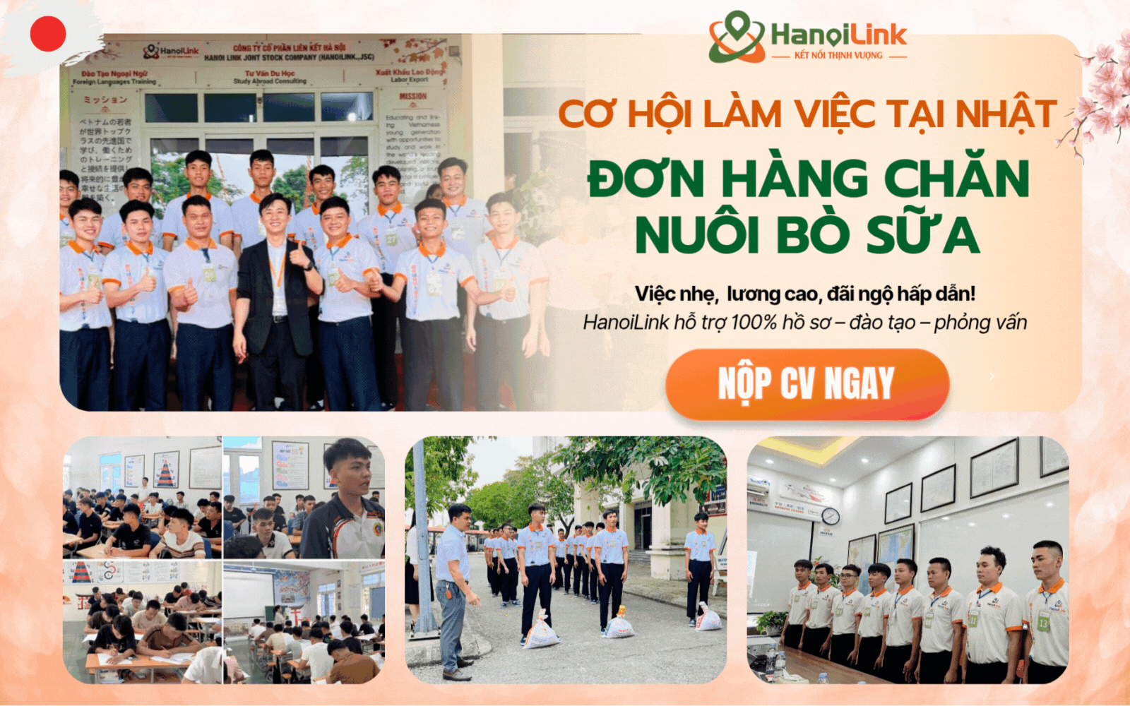 HanoiLink tuyển các đơn hàng chăn nuôi bò sữa Nhật Bản