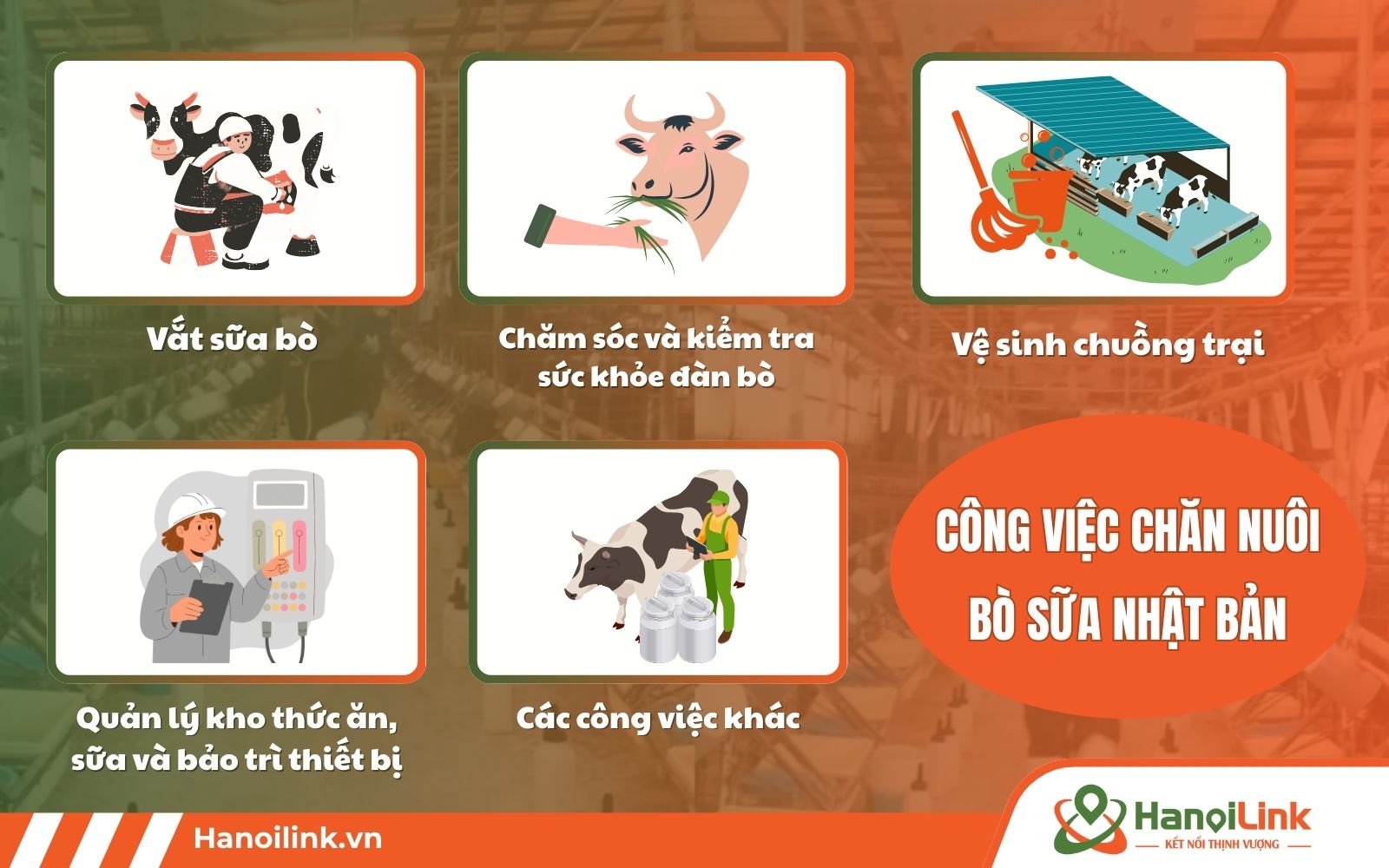 Công việc khi đi đơn hàng chăn nuôi bò sữa Nhật Bản như vắt sữa, vệ sinh chuồng, cho bò ăn...