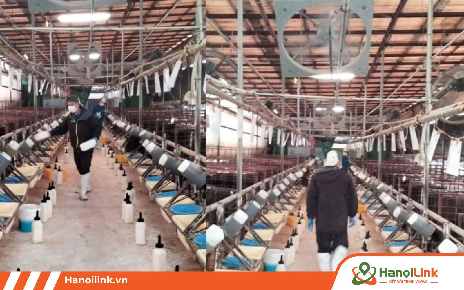 Đơn hàng chăn nuôi bò sữa ở Nhật Bản khu vực Chiba