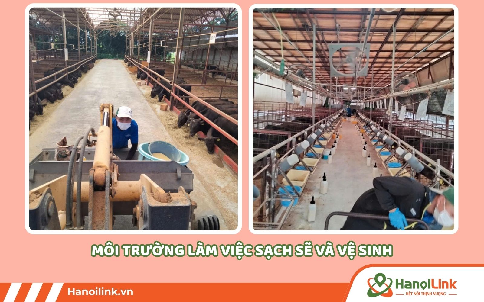 Môi trường làm việc của đơn hàng bò sữa sạch sẽ, làm trong nhà xưởng